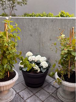 Lovely hydrangeas white cream