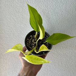Neon Pothos 