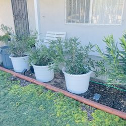 White Potted Oleander