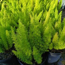 Foxtail Fern Privacy Hedge Plants 🌿🌿 3gl $6