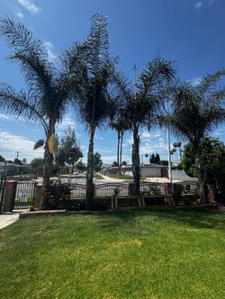 4 palm trees