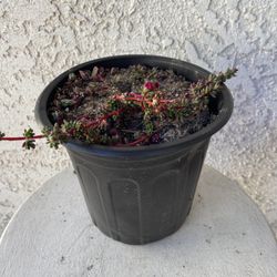 1 Gallon Pot Succulent Plant - Rare Portulaca Gilliesii - Purple Rice - Rooted & Established Plant - Drought Resistant - 🪴