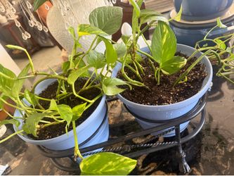 Ceramic blue pot 6.5”x8” with Golden pothos