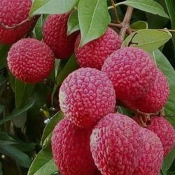 Sweet Lychee’s 