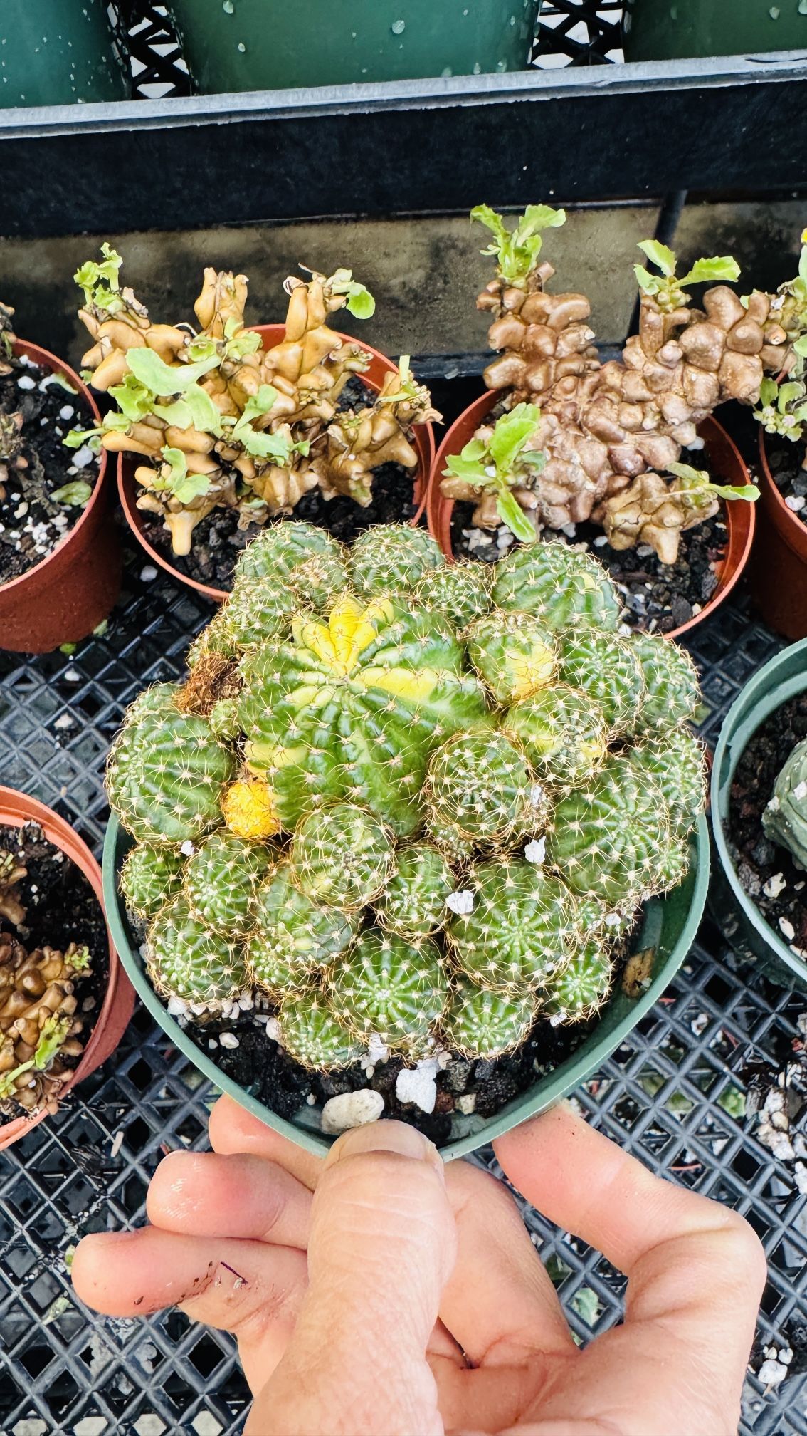 Mammillaria Varigated Cactus