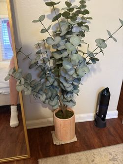 Eucalyptus Plants