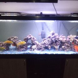 Top Fin 125 Gallon Fish Tank And Stand Ensemble 