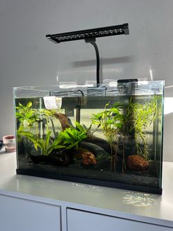 10 gallon aquarium
