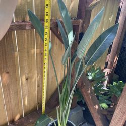 5ft Yellow Bird Of Paradise, Ceramic Pot Not Included;  95820