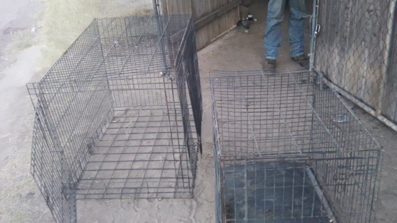 LG Dog Kennel