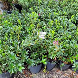 AZALEAS PLANTS 3GALLONS 