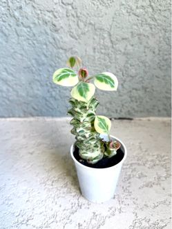 Variegated  Euphorbia  Ritchiei  plant