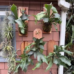 45$ Staghorn Ferns; Mounted And Ready To Hang