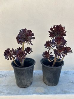 Black Rose Aeonium Plant