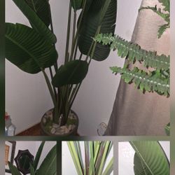 Large Giant Of Paradise  Plant With Ceramic Pot $125