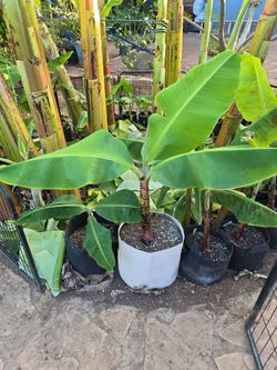 Musa Dwarf Musa Nam Wa Banana Tree Pups 2-3 Foot