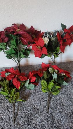 Poinsettias