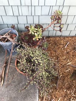 Well established succulent plants