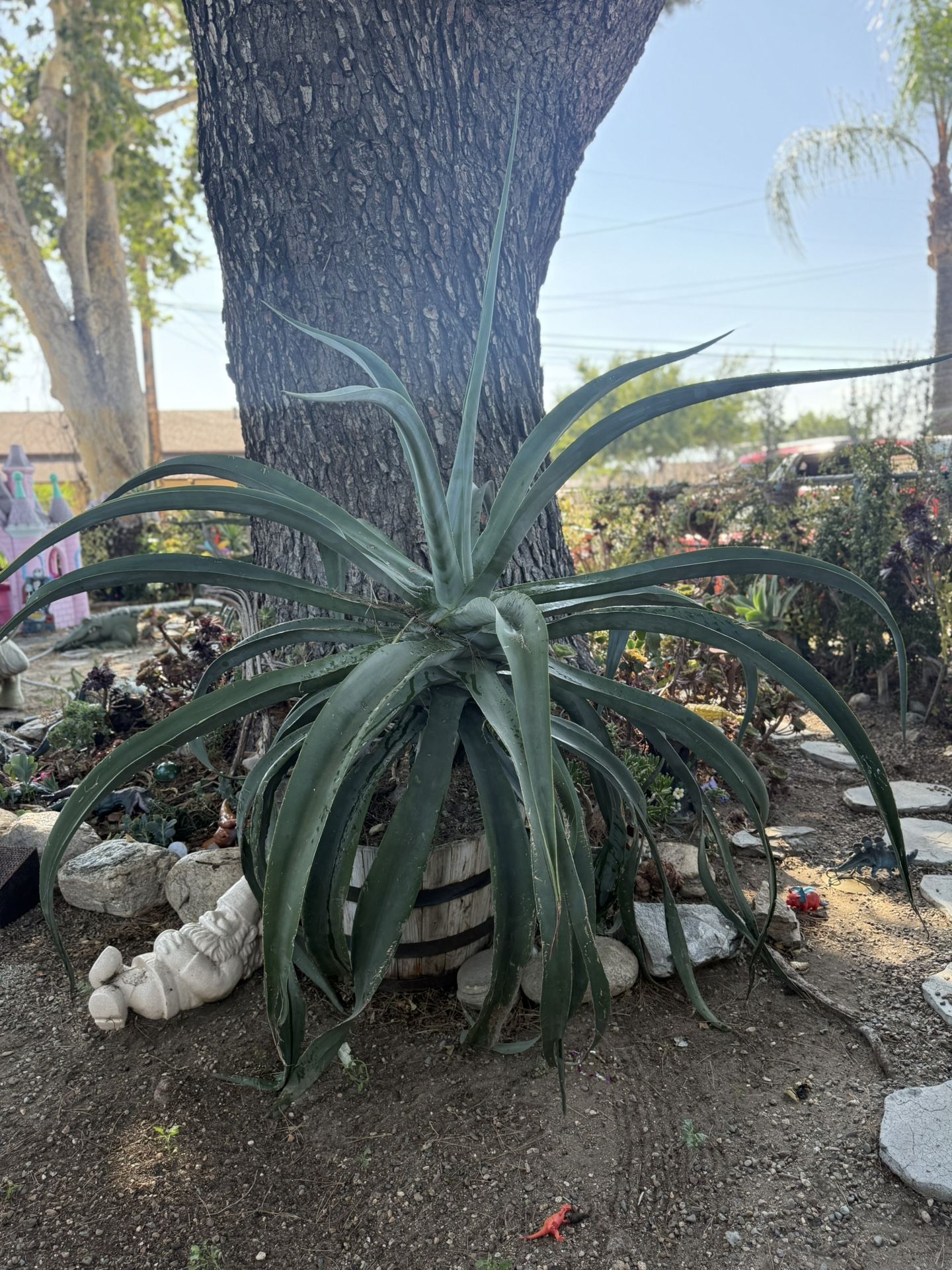 2 Huge Octopus Agave (Price Is 4 Both )