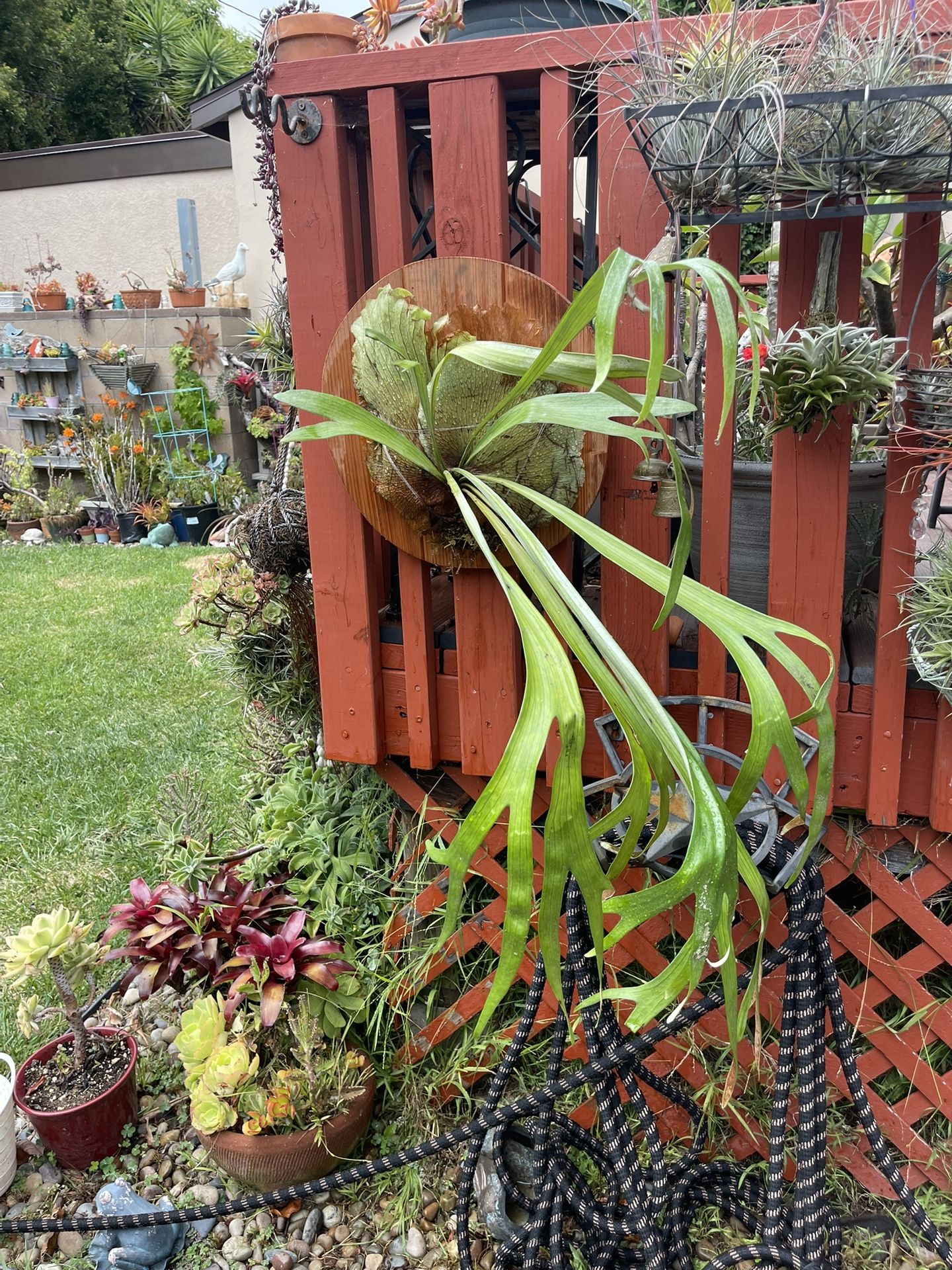 Staghorn Fern On Round Redwood Mount