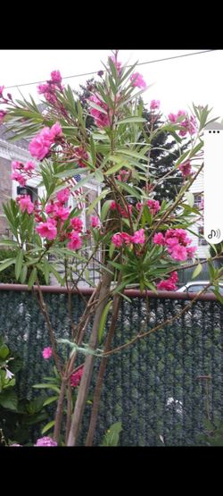 Oleander Plant