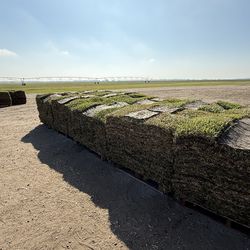 St Augustine sod available everyday