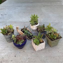 Beautiful Succulents 