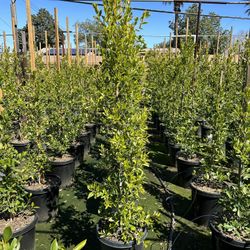 Ficus Nitida Privacy Hedge