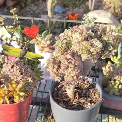 Valentine's Day Succulent Arrangements 