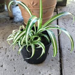 Spider Plant 