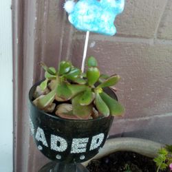 Succulent Happy Easter 🐇🐣