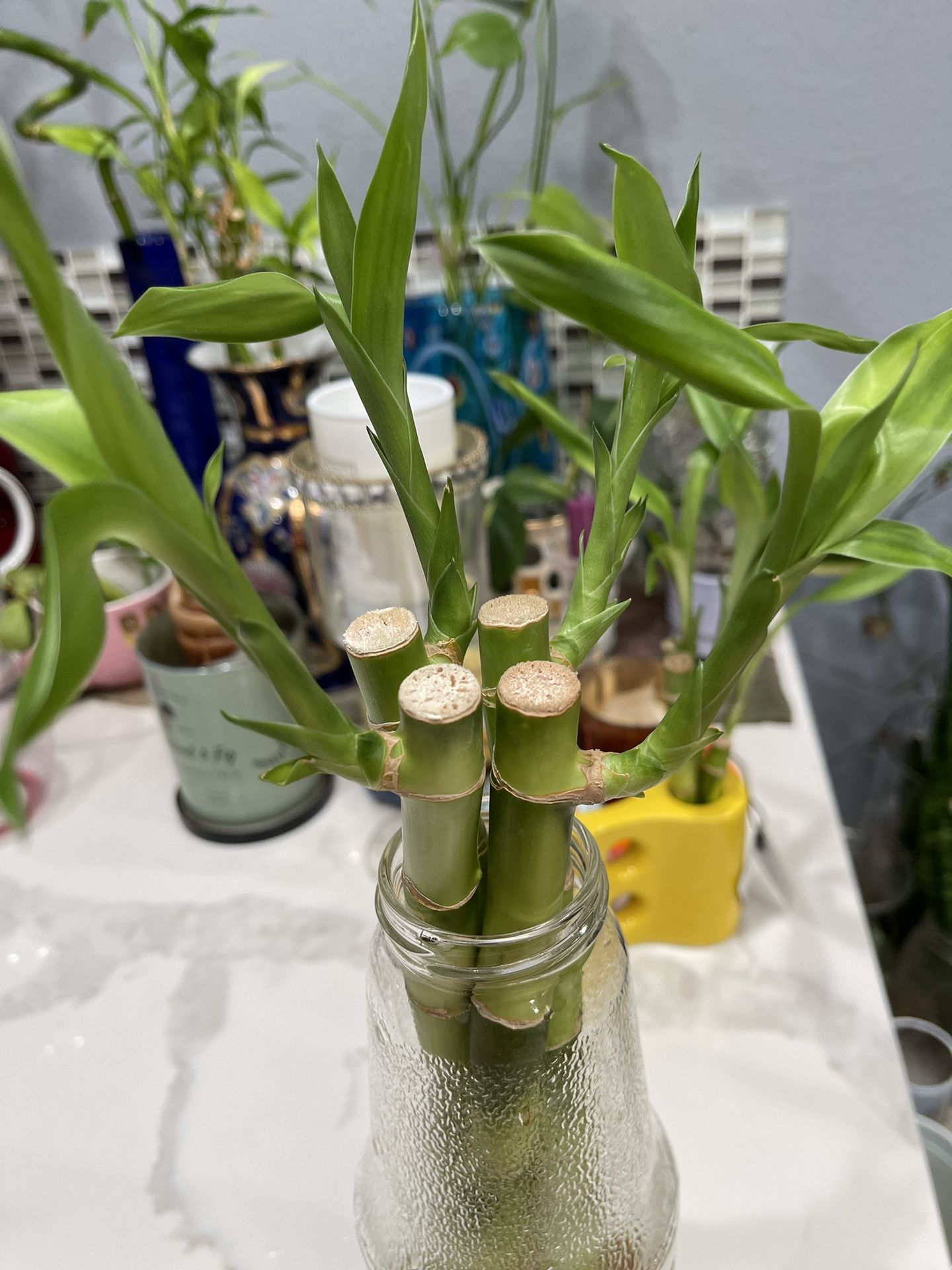 Lucky Bamboo- 4 Sticks Plant Includes Bottle Water Base