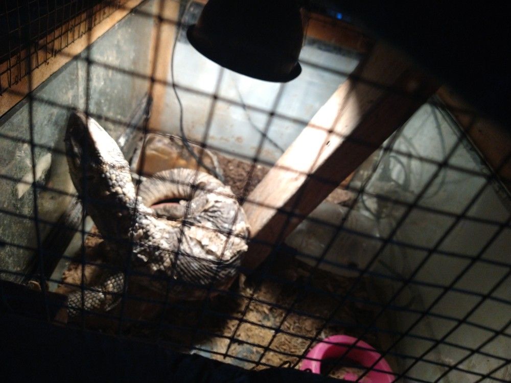 Komodo Dragon