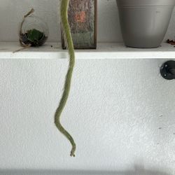 Monkey 🐒 Tail Super Long Live Rare Plant 