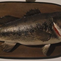 Large Mouth Bass Skin Mount.  (Taxidermy)