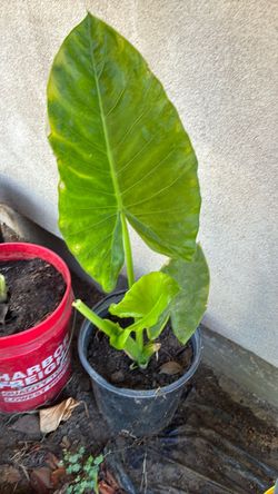 Beatiful plant