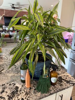 Dracaena Indoor Plant in Blue Pot