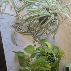 Plants 