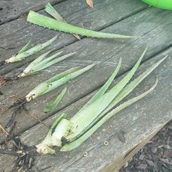 Aloe Vera  Plants