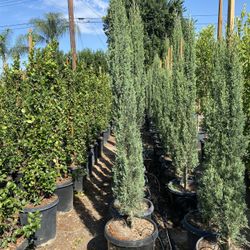 Cypress