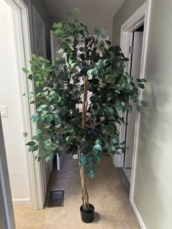 Faux Potted Ficus Tree 75”