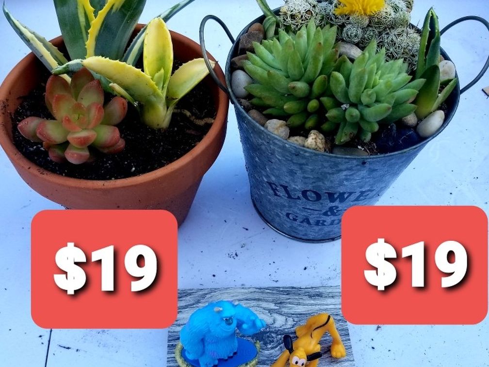 VALENTINES SUCCULENT SALE THIS SATURDAY 2/6 SAN LORENZO
