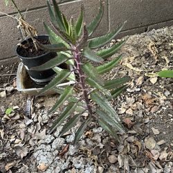 Plants