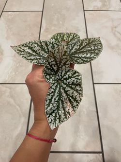 Begonia snow capped pink variegated cuttings