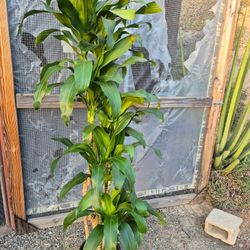 Dracaena Lisa Plant 10" Pot 6ft Tall