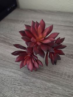 Artificial succulent Red