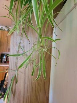 Spider plant babies