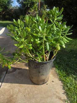 Suculent jade plant