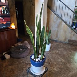 2 1/2  Ft Tall Sansevieria Snake Plants In New 7in Ceramic Pot With Tray And Shells 