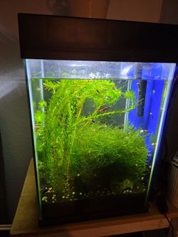 Fishtank